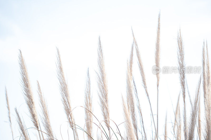 潘帕斯草(Cortaderia selloana)灌木